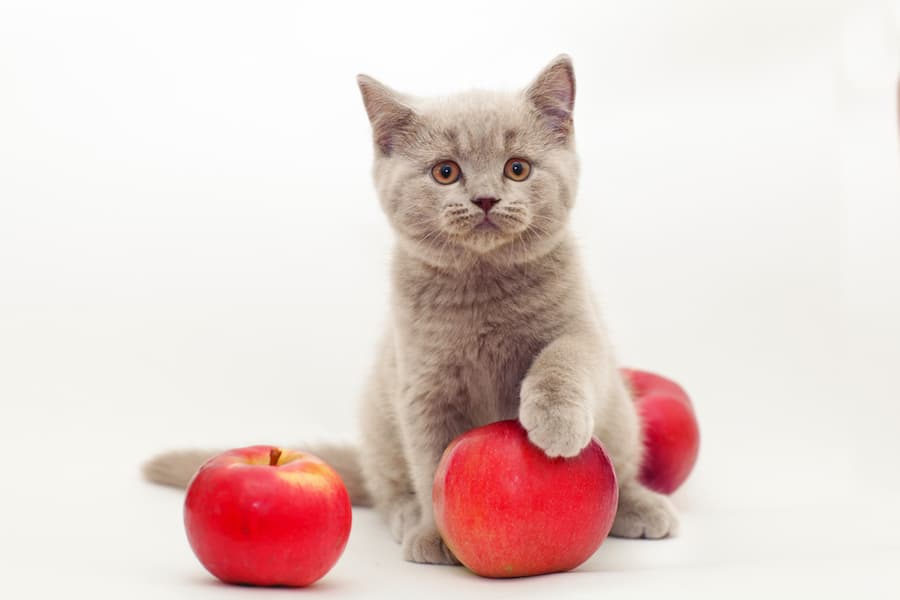 What Fruits Can I Feed My Cat
